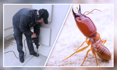 Know The Basics About Termite Control Services in Jaipur