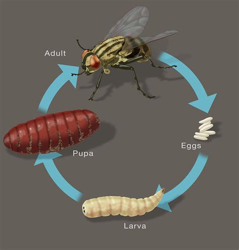 Life Cycle Of A House Fly, Illustration Photograph by Monica Schroeder ...