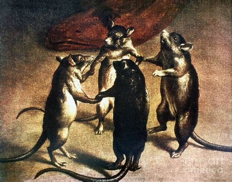 Rats Dancing | ubicaciondepersonas.cdmx.gob.mx