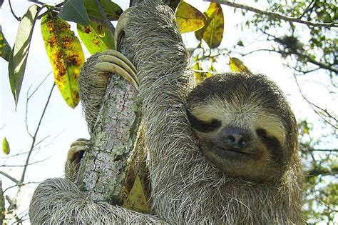 9 Sloth Adaptations in the Rainforest (Pictures) - Wildlife Informer