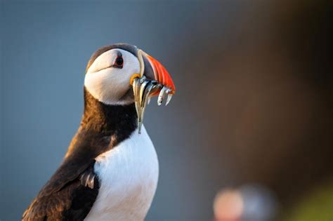 Premium Photo | Puffin with sand eels