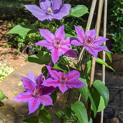 Clematis Edda | Brushwood Nursery, Clematis Specialists