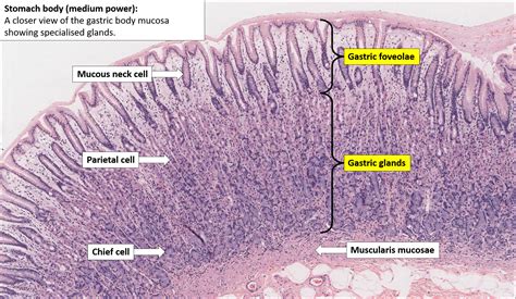 Stomach Histology Stomach Labels Histology Slide Histology | The Best ...