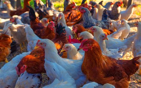 Poultry Farming - The Ultimate Guide for Beginners - LearnPoultry