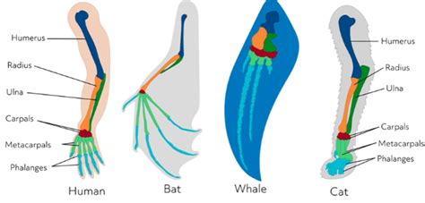 Homologous vs. Analogous Structures (Video)