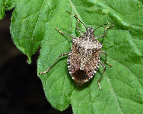 Brown Marmorated Stink Bugs found in Oamaru - Expert Reaction - Science ...