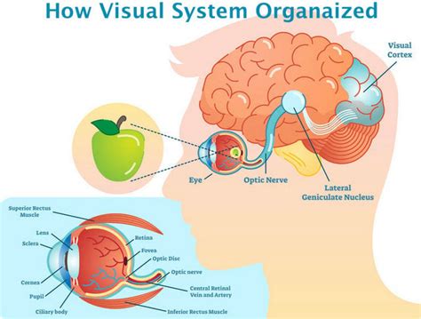 Vision Restoration Without Nerve Regeneration?