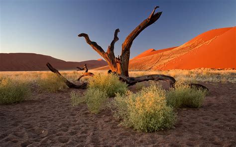 nature, Landscape, Trees, Dead Trees, Plants, Namibia, Africa, Desert ...