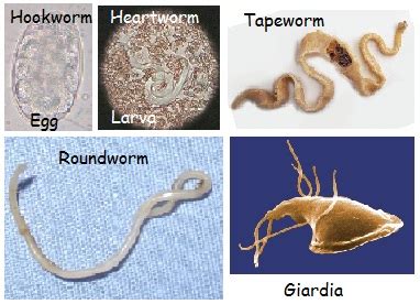 Internal Parasites | Pet Kare Clinic