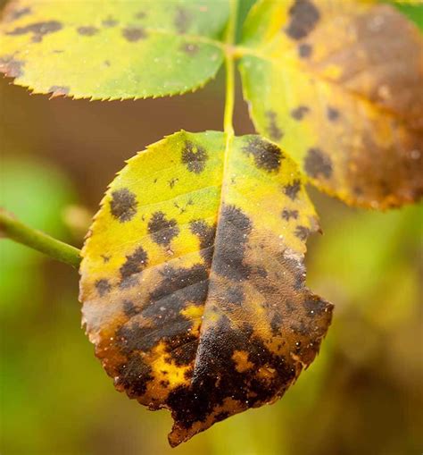 How to Control and Prevent Black Spot Damage on Roses