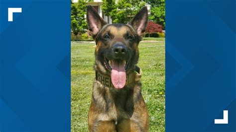 North Carolina K-9 officer killed in 'tragic accident' | wcnc.com