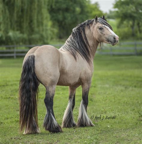 Buckskin Gypsy Vanner Friesian Horse : Friesian Colt | Cayenne Friesian ...