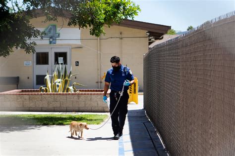 L.A. County animal shelters try a new appointment approach - Los ...