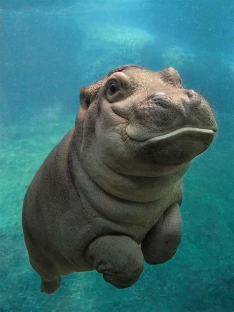 18 Photos That Prove Baby Hippos Are the Cutest Creatures in the Animal ...