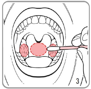 Swab Collection Instructions Throat main english | Hologic