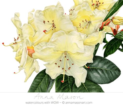 Portfolio - Anna Mason Art | Flower art painting, Botanical painting ...