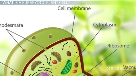 Get to the Root! Discover the Anatomy of a Plant Cell with a Labeled ...