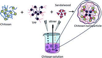 α-Santalol functionalized chitosan nanoparticles as efficient ...