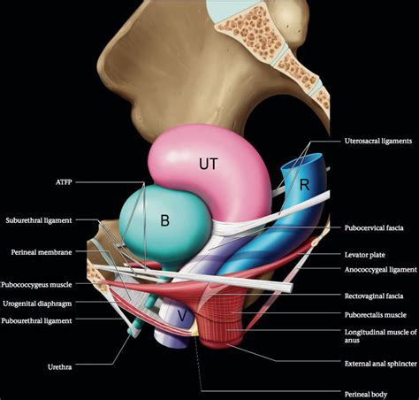 Female Pelvic Floor Levator Muscles