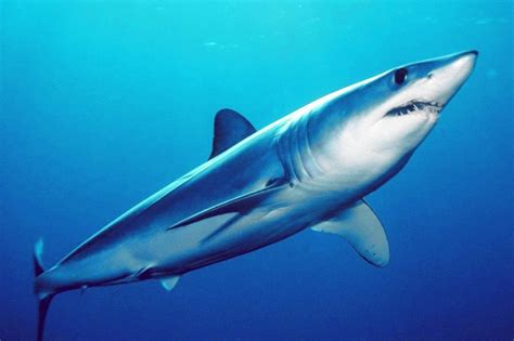 40 Menacing Mako Shark Facts About The Fastest Shark Alive