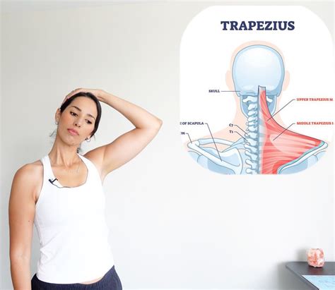 9 Effective Trapezius Release Stretches for Upper Back Pain - Coach ...