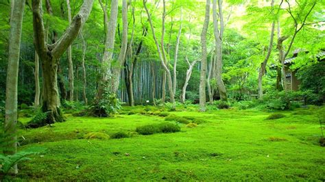 Greenery Beautiful Scenery Green Trees Background Forest HD Nature ...