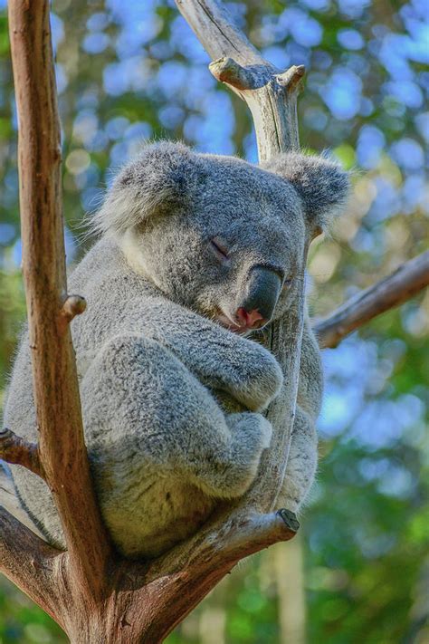 Sleeping Koala Photograph by Dominador Kebeng - Fine Art America