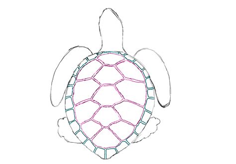 Turtle Shell Drawing