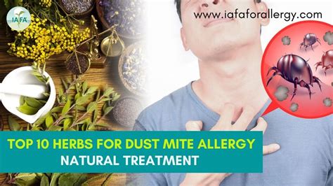 Top 10 Herbs for Natural Treatment of Dust Mite Allergy