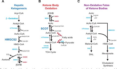 Figure 1 from Ketone body metabolism and cardiovascular disease ...