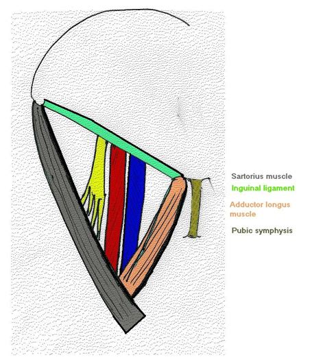 Contents of Femoral Triangle | Medical anatomy, Medicine student, Human ...