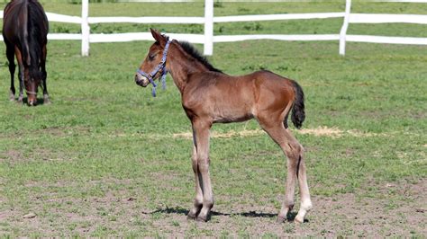 Do Baby Horses Change Color As They Age? Foal Colors Explored