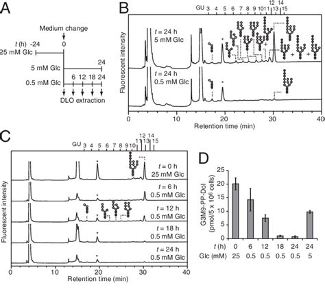 dolichol-linked oligosaccharide biosynthetic process | Semantic Scholar