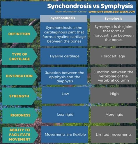 Difference Between Synchondrosis and Symphysis | Compare the Difference ...