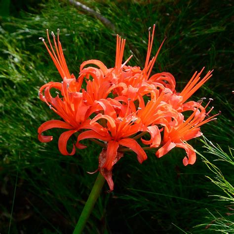 Red Nerine Lily ,Guernsey Lily | American Meadows