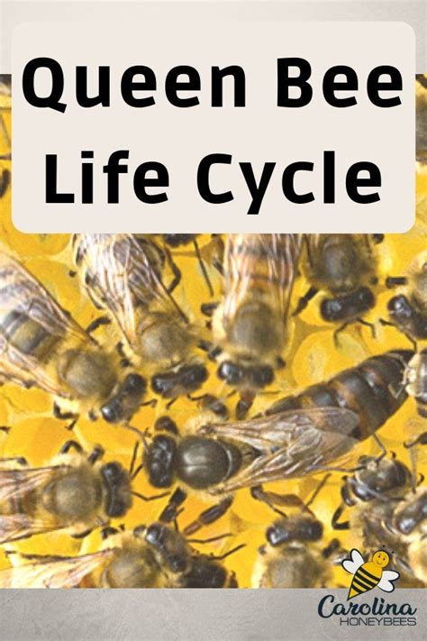 The Queen Bee Life Cycle - Carolina Honeybees | Bee life cycle, Bee ...