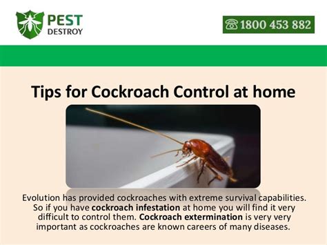 Tips for cockroach control at home