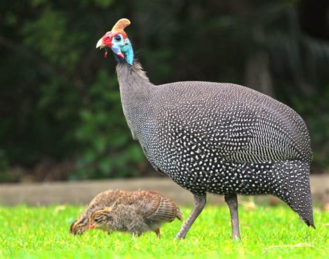 Raising Guinea Fowl | Freedom Ranger Hatchery