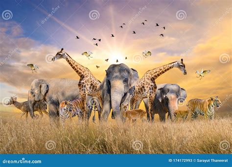 Gran Grupo De Animales Africanos De Safari. Concepto De La Conservación ...