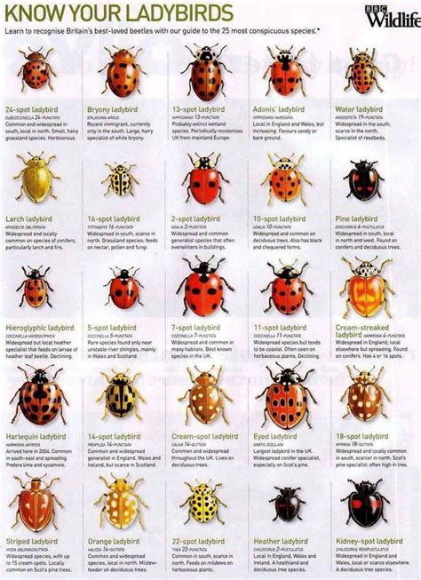 Pin by Imod Domi on Learning stuff | Bugs and insects, Insects, Ladybird