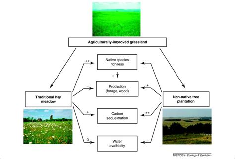 Biodiversity In Ecosystem