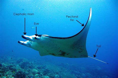 The Giant Oceanic Manta Ray – Fascinating Sea Creatures