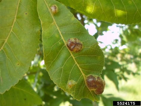 pecan leaf phylloxera (Phylloxera notabilis)