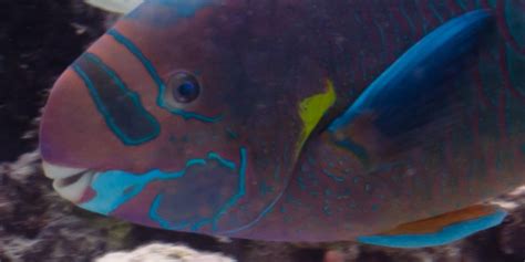 Hawaii's White Sand Beaches Are Made From Parrotfish Poop | HuffPost