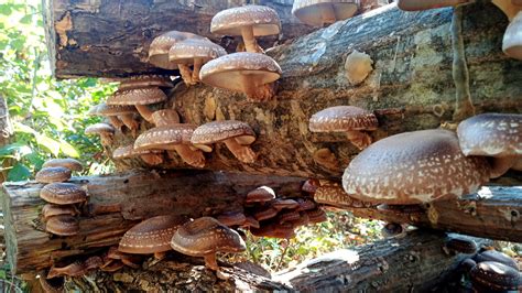 Shiitake Mushrooms – Growing Shiitake Mushrooms Organically on Logs