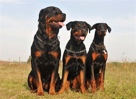 Doberman Vs Rottweiler Fight