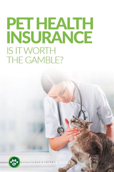 Pet Health Insurance: Is It Worth The Gamble ? | Pet health insurance ...