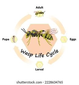 Wasp Life Cycle Vector Agricultureeducationsciencegraphic Designartwork ...