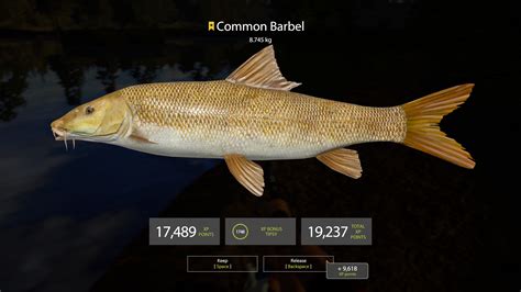 Common Barbel - Fish Species - Russian Fishing 4