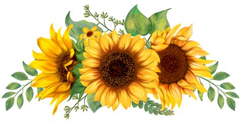 Sunflower PNGs for Free Download